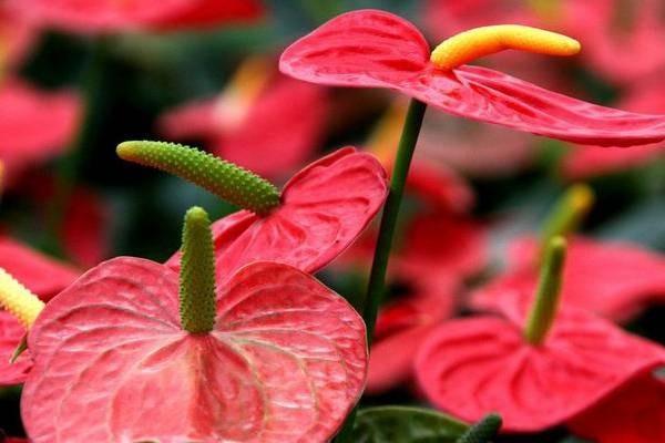 養(yǎng)老保險(xiǎn)如何查詢？將來(lái)領(lǐng)多少？