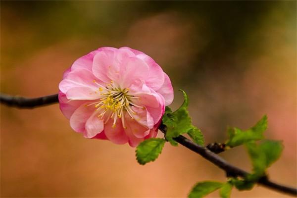 如何查詢養(yǎng)老保險(xiǎn)交了幾年？辦理養(yǎng)老保險(xiǎn)需要什么材料？