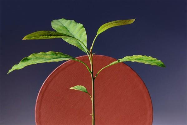 養(yǎng)老保險什么時候截止繳費？繳費明細怎么查？