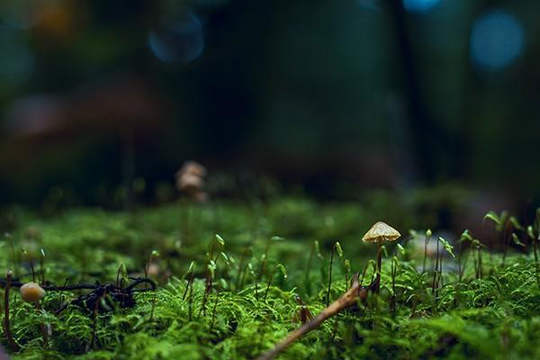 養(yǎng)老保險(xiǎn)幾月份開始繳納？繳納后去哪里查詢？