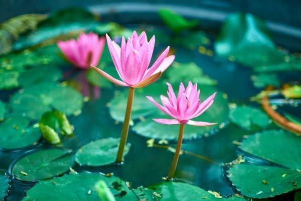 給員工買保險(xiǎn)多少錢一個(gè)月？給員工買保險(xiǎn)有哪些？
