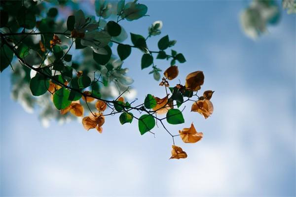 企業(yè)職工基本養(yǎng)老保險和靈活就業(yè)養(yǎng)老保險一樣嗎？年限可累積嗎？