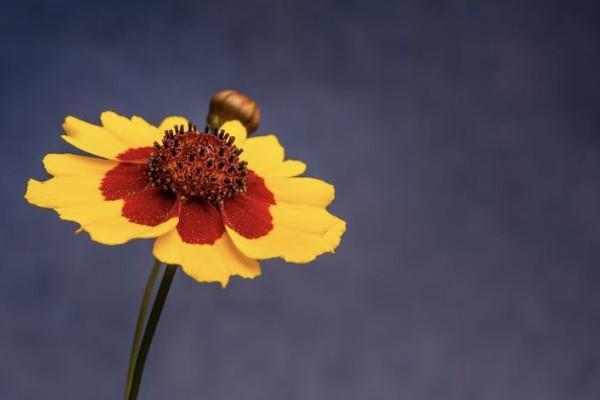 教育險(xiǎn)18歲返還多少錢(qián)