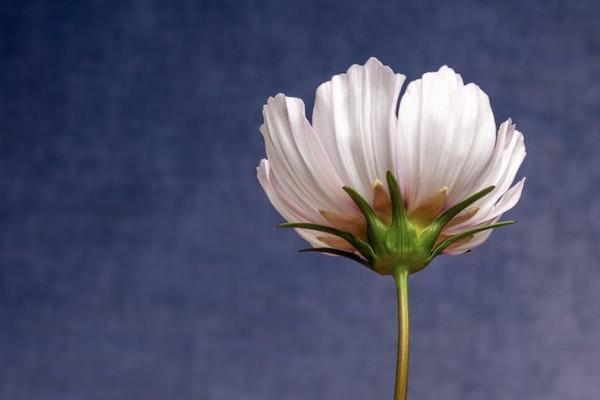 年金險(xiǎn)的優(yōu)點(diǎn)和缺點(diǎn)