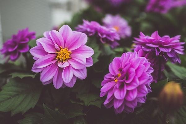 分紅保險到期了可以拿回本金嗎？分紅型保險值得買嗎？