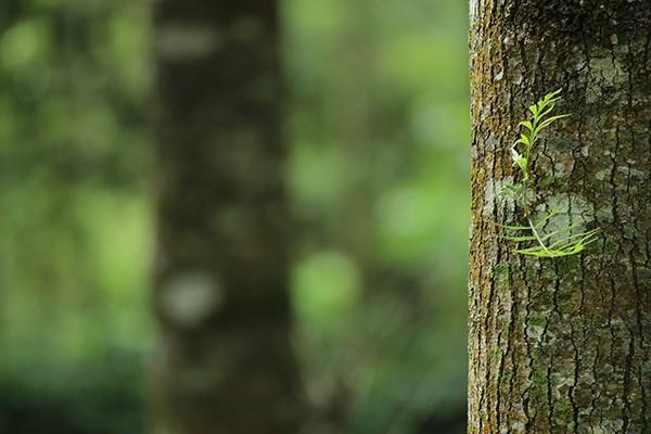 增額終身壽和年金險哪個比較好？在哪里可以買到？