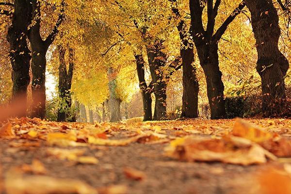 分紅型保險的保單紅利是不確定的嗎？適合哪些人購買？