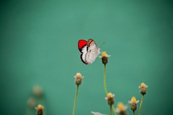 萬能型和分紅型保險區(qū)別有哪些？兩款保險值不值得買？