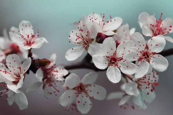 少兒英才保險(xiǎn)22歲錢(qián)是自動(dòng)到賬嗎？少兒英才保險(xiǎn)怎么樣？