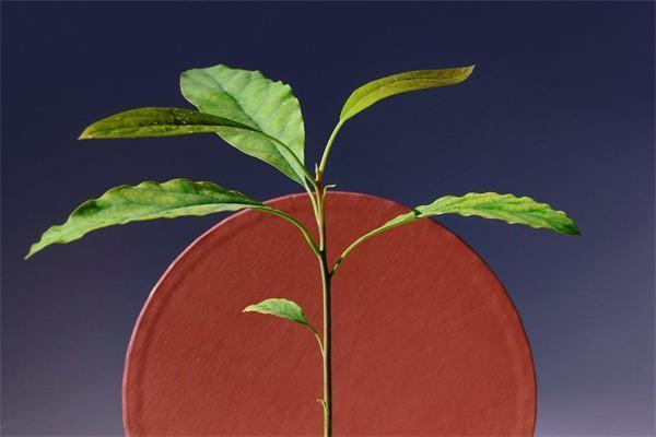 終身年金保險是什么意思？有什么好處？