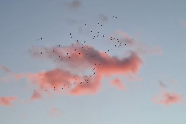 建信人壽分紅險(xiǎn)可靠嗎？怎么購買？