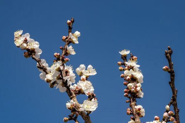 平安保險公司的e生保怎么樣？投保條件有哪些？
