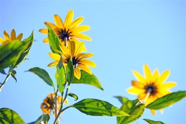 太平洋藍(lán)醫(yī)保百萬(wàn)醫(yī)療在哪里買(mǎi)？有哪些特點(diǎn)？