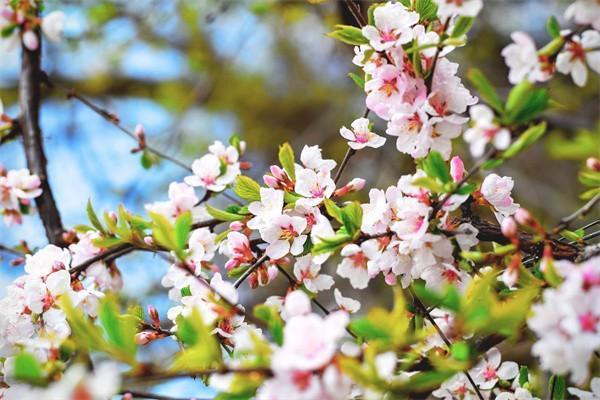 中國(guó)人壽分紅型怎樣領(lǐng)取分紅？怎么樣可靠嗎？