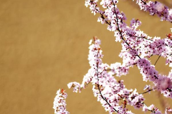個(gè)人養(yǎng)老金賬戶要交多少年？要怎樣查詢？