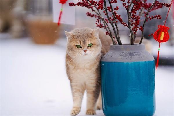 學(xué)生可以交社保嗎？交了社保有什么影響？