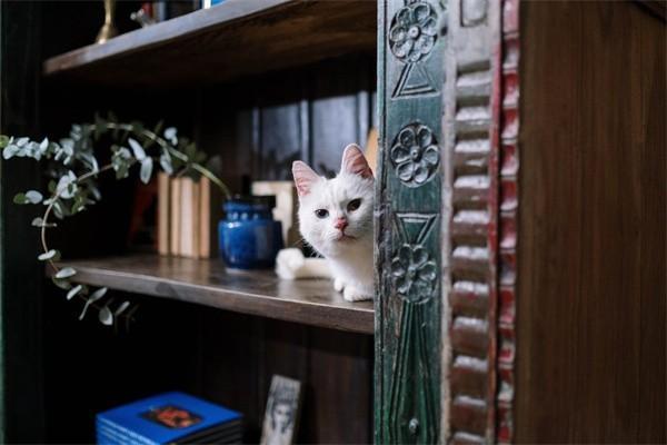 鑫盛保險交滿20年能拿回本金嗎？還得繼續(xù)交嗎？