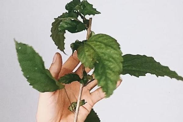 百萬醫(yī)療險有必要買嗎
