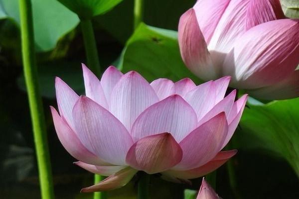 理財(cái)保險(xiǎn)背后你不知道的坑有哪些？到底有沒(méi)有必要買？