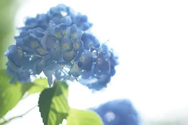 支付寶上的好醫(yī)保長期醫(yī)療怎么樣？優(yōu)缺點有哪些？
