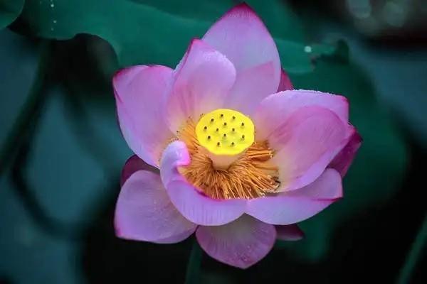 華夏理財保險可靠嗎？有風險嗎？