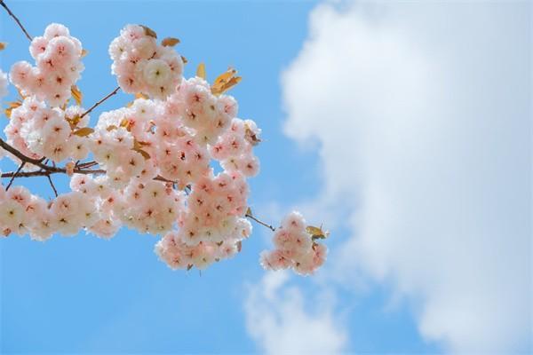 香港友邦愛伴航怎么樣？適合誰買？