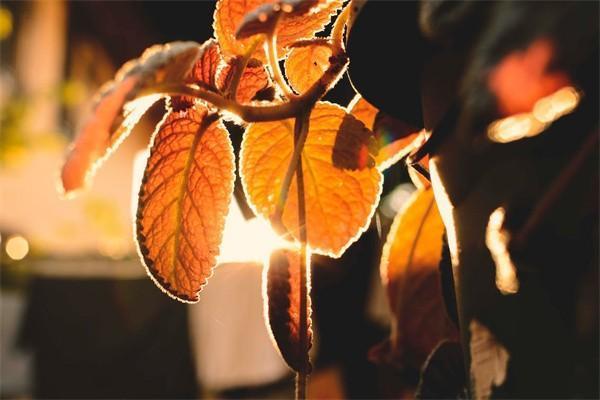 酒駕強(qiáng)制險保險公司會不會賠償？理賠流程是什么？