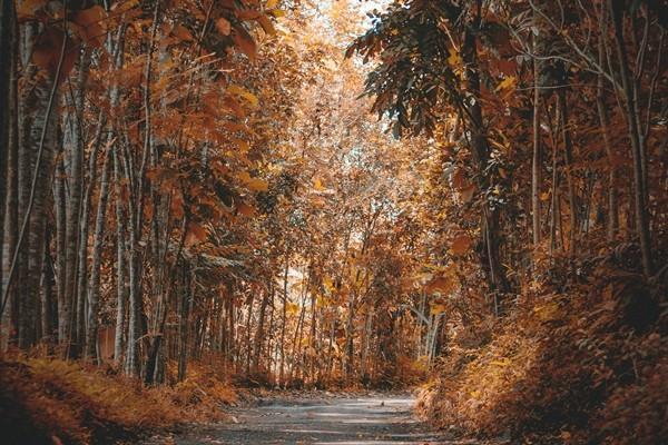 平安年金分紅是真的嗎？分紅是多少？