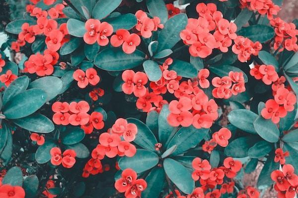 增額終身壽是不是個(gè)坑？增額終身壽險(xiǎn)的好處有哪些？
