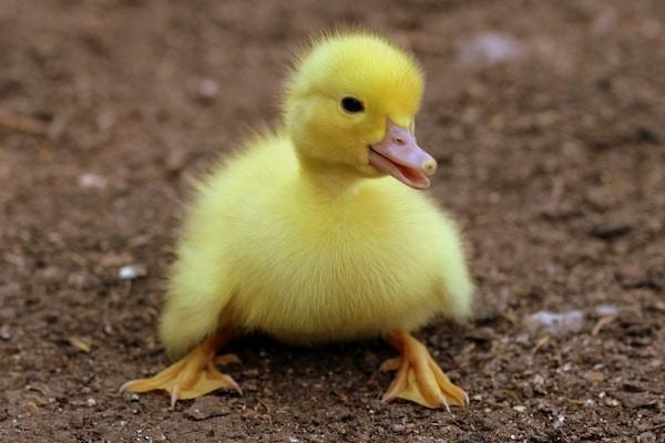 已經(jīng)生大病可以買什么保險？重疾保險買什么險種好？
