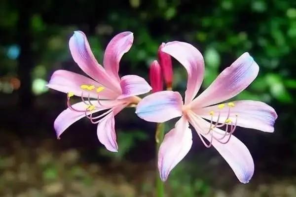 大家人壽久久21終身壽險(xiǎn)是什么產(chǎn)品？值得購(gòu)買嗎？