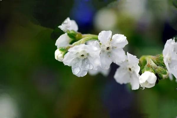 藍(lán)醫(yī)保百萬(wàn)醫(yī)療險(xiǎn)怎么購(gòu)買？值得購(gòu)買嗎？
