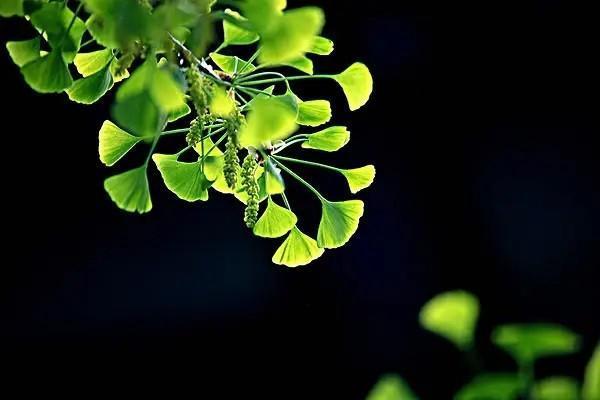 什么是基礎(chǔ)養(yǎng)老金和個人賬戶養(yǎng)老金？怎么計算？
