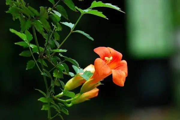 平安百萬醫(yī)療險一年交多少錢？哪款產(chǎn)品好？