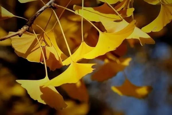 社保養(yǎng)老賬戶余額是什么意思？怎么計算養(yǎng)老金？