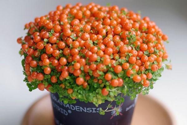 醫(yī)療保險怎么買？買什么產(chǎn)品好？