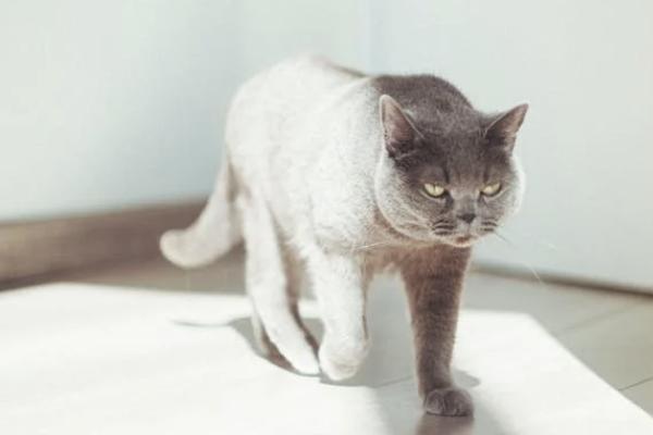 平安福交30年劃算嗎？有什么優(yōu)勢(shì)？
