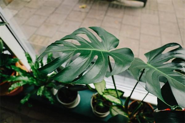 少兒醫(yī)保一年交多少錢？怎么網(wǎng)上繳費？