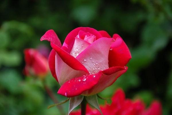 如何計(jì)算退休養(yǎng)老金？退休養(yǎng)老金領(lǐng)取有年限嗎？
