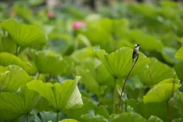醫(yī)保統(tǒng)籌賬戶怎么用？和個人賬戶的區(qū)別有哪些？