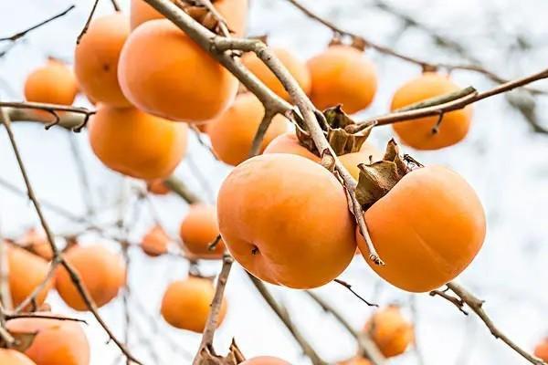 生育津貼和工資可以都發(fā)嗎？生育津貼怎么算？