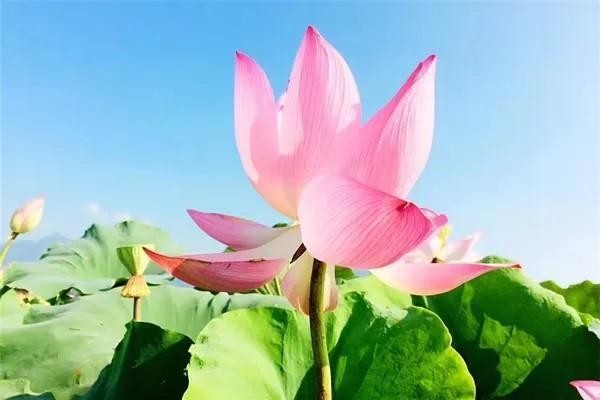 康寧終身保險(xiǎn)交滿20年怎么辦