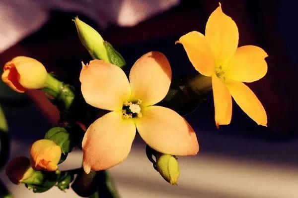 2014金佑人生分紅型a版怎么樣？分紅有多少？