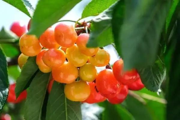 養(yǎng)老保險怎么算退休工資？需要交多久？