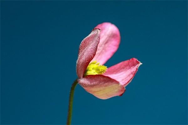 萬能型保險(xiǎn)是什么？是什么風(fēng)險(xiǎn)等級？
