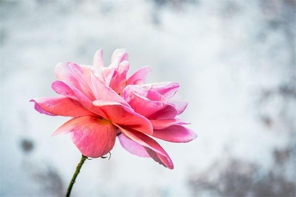 金佑人生終身壽險分紅型怎么樣？保障內(nèi)容有哪些？