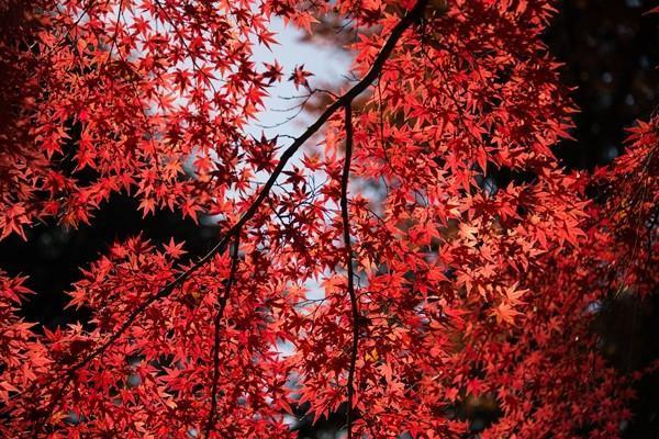 重疾險和百萬醫(yī)療險的區(qū)別是什么？哪個好？