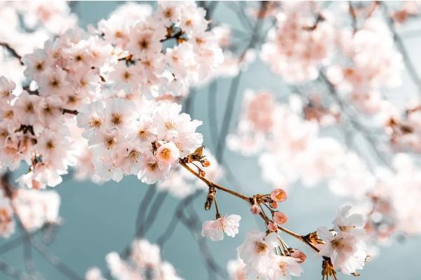 年金險(xiǎn)irr在線計(jì)算器是什么意思？怎么使用？