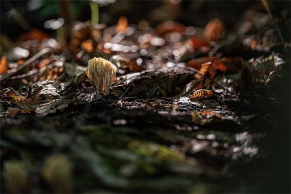 保單貸款必須六個(gè)月內(nèi)還清嗎？還不清怎么處理？