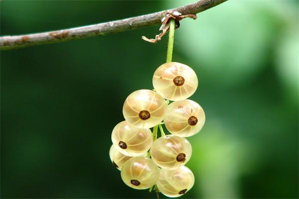養(yǎng)老保險(xiǎn)和企業(yè)年金的區(qū)別是什么？每個(gè)月可以領(lǐng)多少錢？